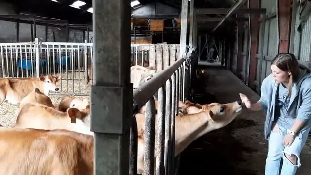 Как выращивают коров в Дании? На датской ферме! смотреть онлайн