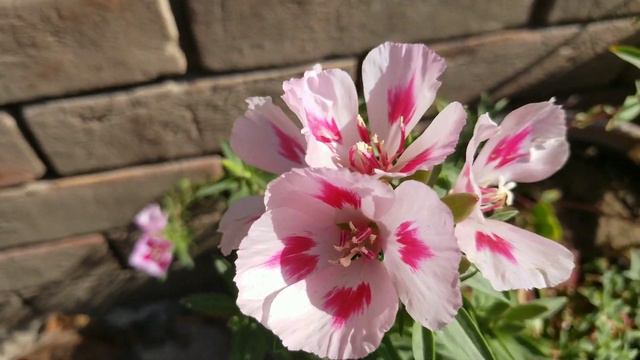 Godetia colors of flowers blooms in spring at Asim Rooftop Garden | Clarika amoena plants смотреть онлайн
