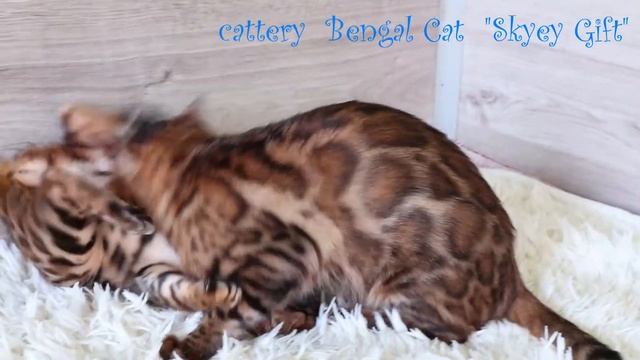 Бенгальская кошка , характер, повадки,  Cattery  Bengal Cat  