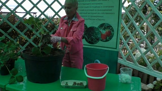 Клубника. Как посадить клубнику. Клубника на шаре смотреть онлайн