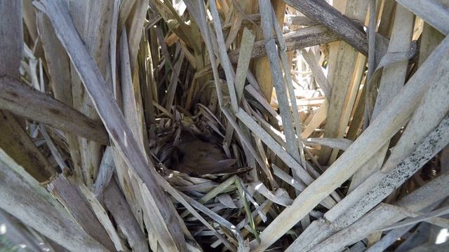 Сверчок соловьиный гнездо 170622 1 в рогозе с яйцами GoPro5 4К 3июля 1 13