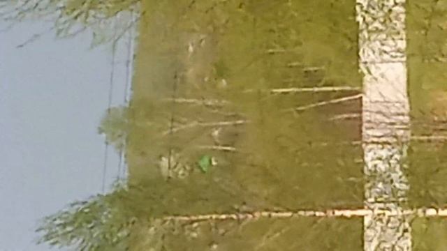 Быки породы Ангус Абердин настоящие) Черно пёстрые. смотреть онлайн