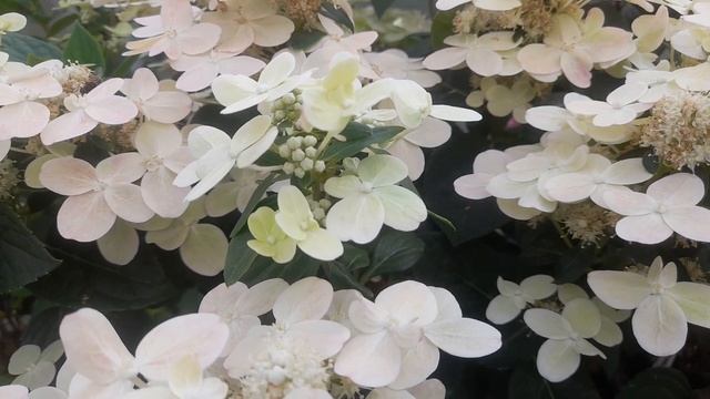 Самая ранняя метельчатая гортензия Полистар!??? смотреть онлайн