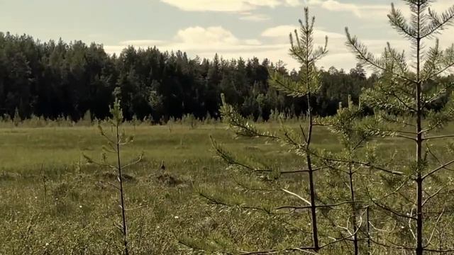 Дикая природа России: Западная Сибирь. смотреть онлайн