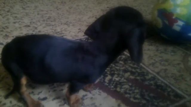 Уход за животными смотреть онлайн