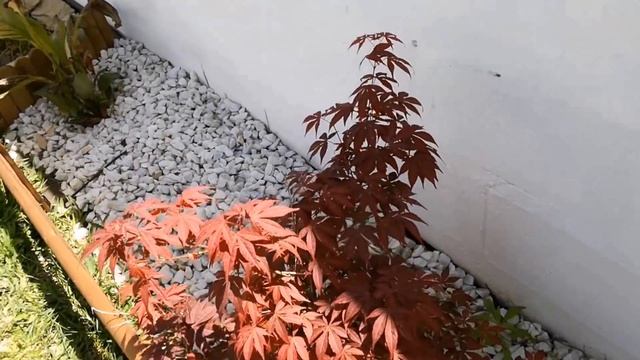 CUIDADOS DEL ARCE JAPONES. Acer Palmatum Atropurpureum. смотреть онлайн