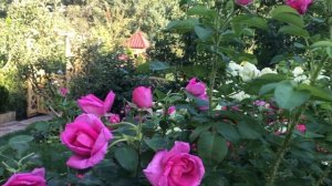 Канадская роза Прейри Джой - рекомендую!