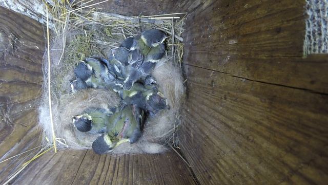 Синица большая №150603 3 скворечник в школьном саду 2015 06 03 12 смотреть онлайн