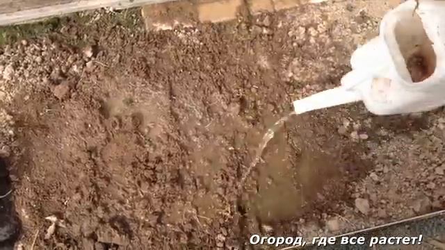 Редиска. Удачный способ посадки и ухода.mp4 смотреть онлайн