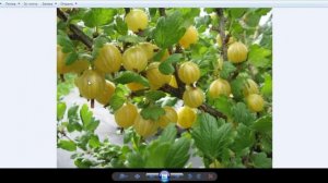 Сорта крыжовника