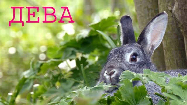 ? ГОРОСКОП на ЯНВАРЬ 2023 ВСЕ ЗНАКИ ЗОДИАКА смотреть онлайн