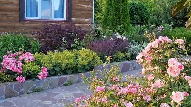 Как от 100 роз осталось 30! Какие сорта оставила и почему. ОСОБЕННОСТИ РОЗ, зимующих без укрытия. смотреть онлайн