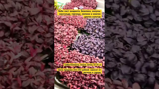 Беби лист для ресторанов. #мизуна #мангольд #амарант #мизуна #иссоп #люпин #бебилист #бебилиф смотреть онлайн