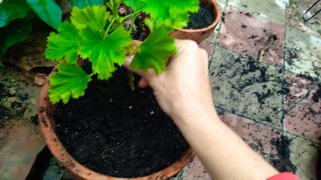 Poda y siembra de geranio chino. смотреть онлайн