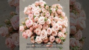 Роза Леди Бомбастик (Miss Bombastic) — характеристики шарообразного куста