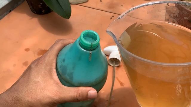 Each plant only needs 1 spoon to take root and bloom brilliantly all year round смотреть онлайн