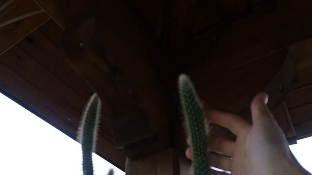 ?КАКТУСЫ ЦВЕТУТ!! смотреть онлайн