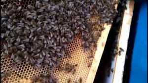 Подкормка пчёл медовыми рамками.  Легко и просто в лежаке.