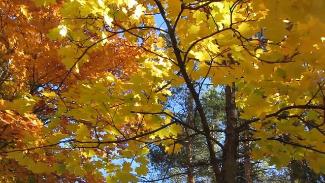 Красивые Клёны Осенние. смотреть онлайн