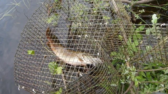 Как быстро узнать есть ли рыба в водоеме? смотреть онлайн