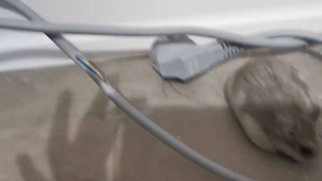 Хомяк Снежинка + провод = беда смотреть онлайн