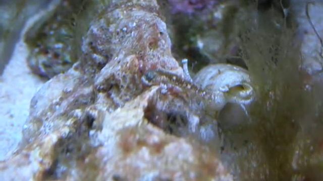 Стромбус - чистильщик