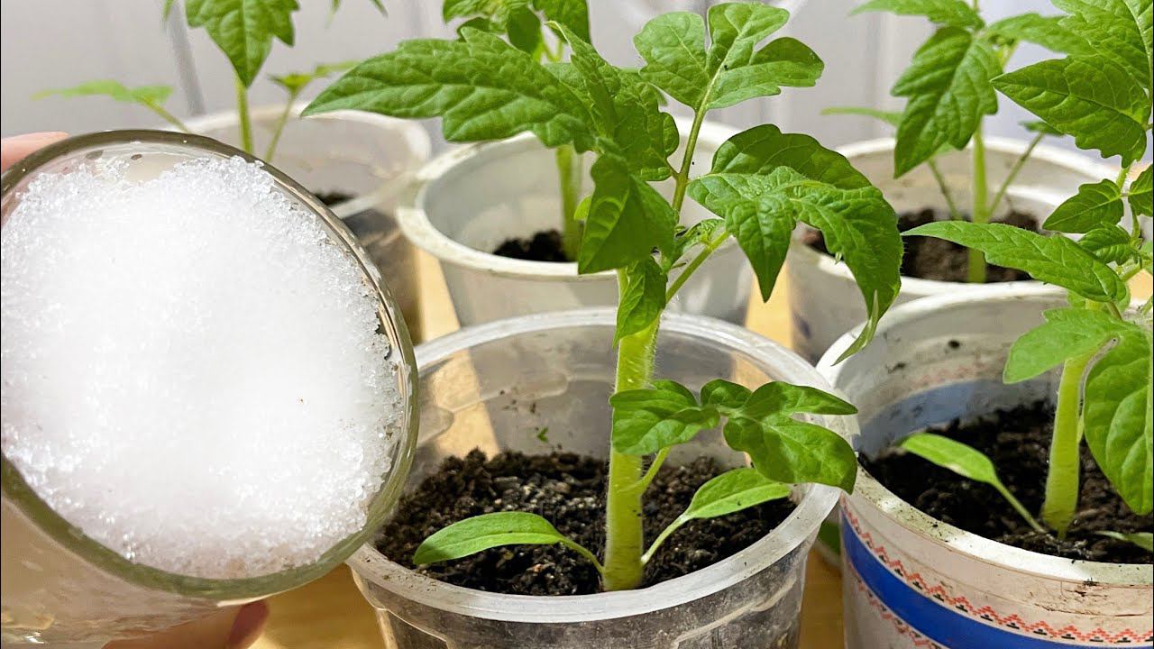 РАССАДА ЖИРНЕЕТ НА ГЛАЗАХ! ЛУЧШАЯ БЕСПЛАТНАЯ ПОДКОРМКА ДЛЯ РАССАДЫ ТОМАТОВ И ПЕРЦЕВ смотреть онлайн