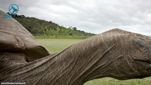Jonathan The Giant Tortoise May Be The Oldest Living Land Animal On Earth смотреть онлайн