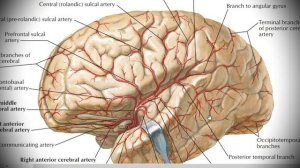 Анатомия с АВ. Внутренняя сонная (a. carotis interna) и позвоночная артерии (a. vertebralis).