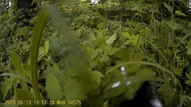 лесной кот пришел в гости на шашлыки смотреть онлайн