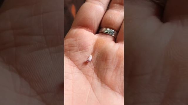 У СОБАКИ КОРГИ ЛУНЫ ВЫПАЛ ПЕРВЫЙ ЗУБИК смотреть онлайн