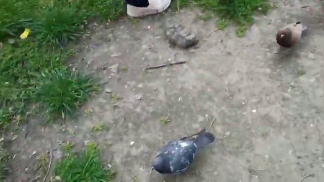 Голуби едят хлеб 🍞🍞🍞🍞