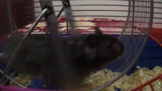 хомячок малыш черный смотреть онлайн