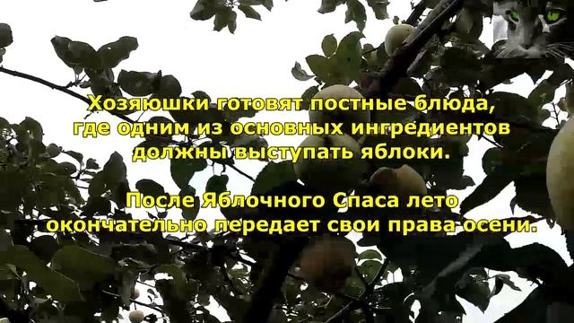 Яблочный Спас. История праздника. Главные традиции, приметы. смотреть онлайн