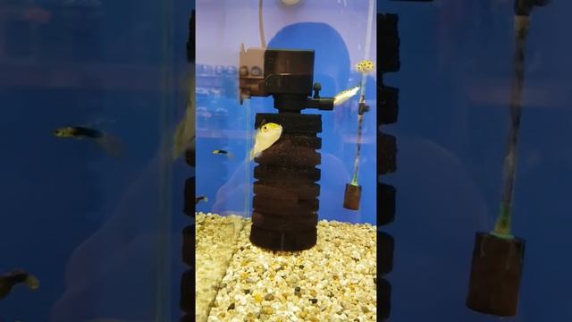 Карликовые тетрадоны смотреть онлайн