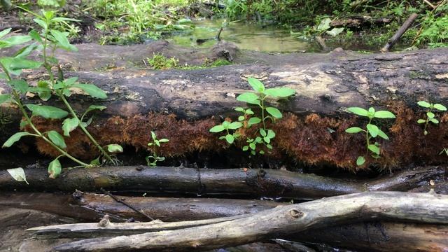 ГОЛОС ПРИРОДЫ #3 | РЕКА ДОН | ПОДПОЛЬНЫЙ, ОРЛОВКА, ПЕТИНО смотреть онлайн