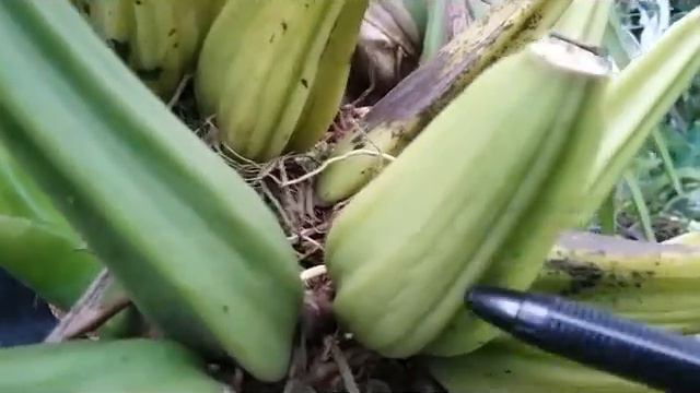 Huge Spike on Coelogyne asperata - species fragrant orchid of Borneo смотреть онлайн