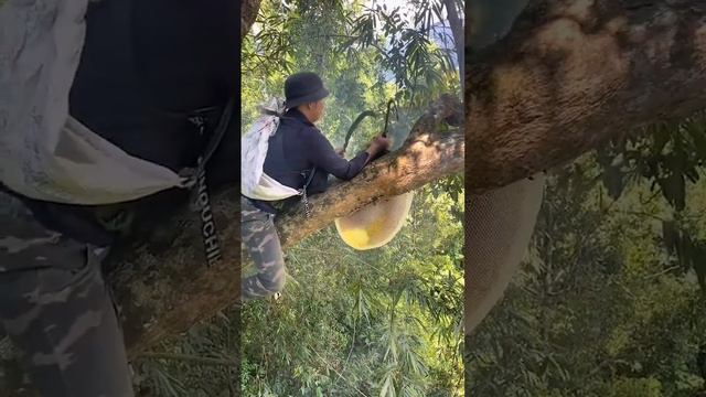 Сбор дикого мёда в Азии при помощи дыма. смотреть онлайн