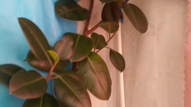 Фикус крупнолистный в комнате. смотреть онлайн