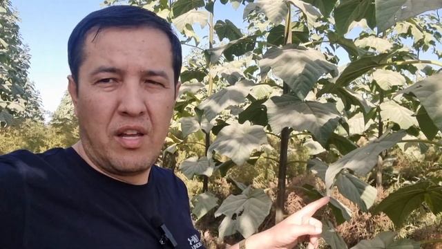 Бизнес на ЛИМОН БАКСОВ Быстро растущие деревья Павловния смотреть онлайн