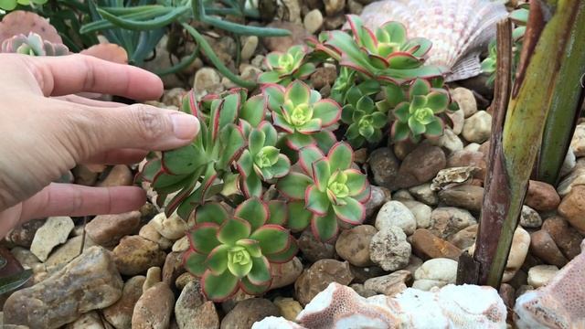 Aeonium Kiwi Update And Harvest