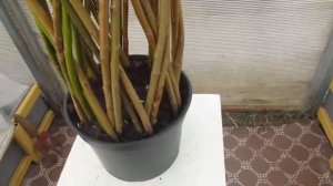 Живое плетёное дерево из ивы.