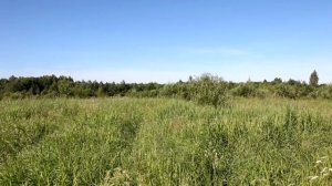 Birds voices. Crex crex. Коростель. Голоса птиц   Ленинградской области