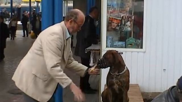 Кормёжка собаки через намордник смотреть онлайн