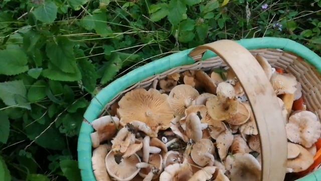 Fındık kirmiti mantarı böyle toplanır. (Lactarius pyrogalus) Keyifli Seyirler. смотреть онлайн