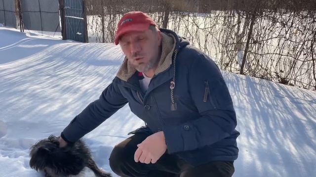 КАК ВЫЖИТЬ БЕЗДОМНЫМ СОБАКАМ ЗИМОЙ? смотреть онлайн