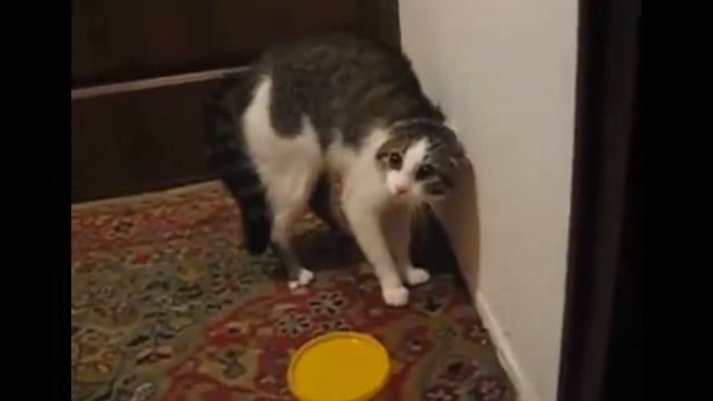 КОТЫ РАЗГОВАРИВАЮТ))) смотреть онлайн