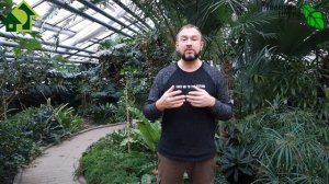 НАЧИНАЙТЕ ПОКА НЕ ЗАПРЕТИЛИ! Создаем свои гибриды F1 томата! Урок 2. Доминирование. Кто с кем?