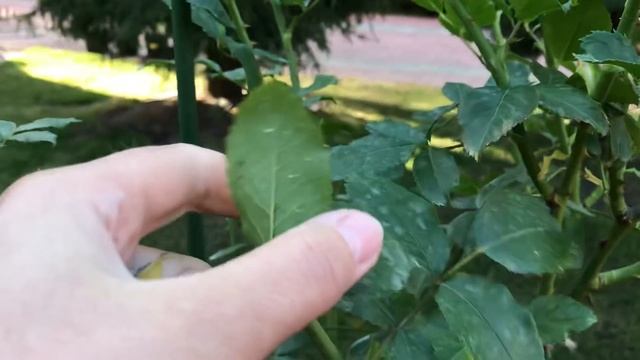 МУЛЬЧА ДЛЯ РОЗ...Как замульчировать почву под розами, зачищаем прививку смотреть онлайн
