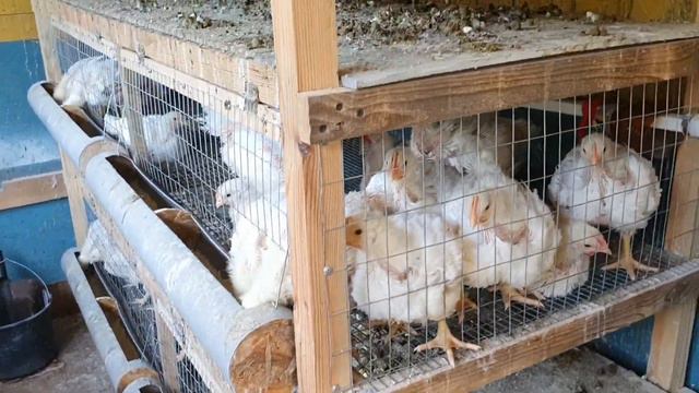 Утро 69/26/8-е. Реабилитация цыпленка после вывиха лапы. Выращивание бройлеров росс 708. смотреть онлайн
